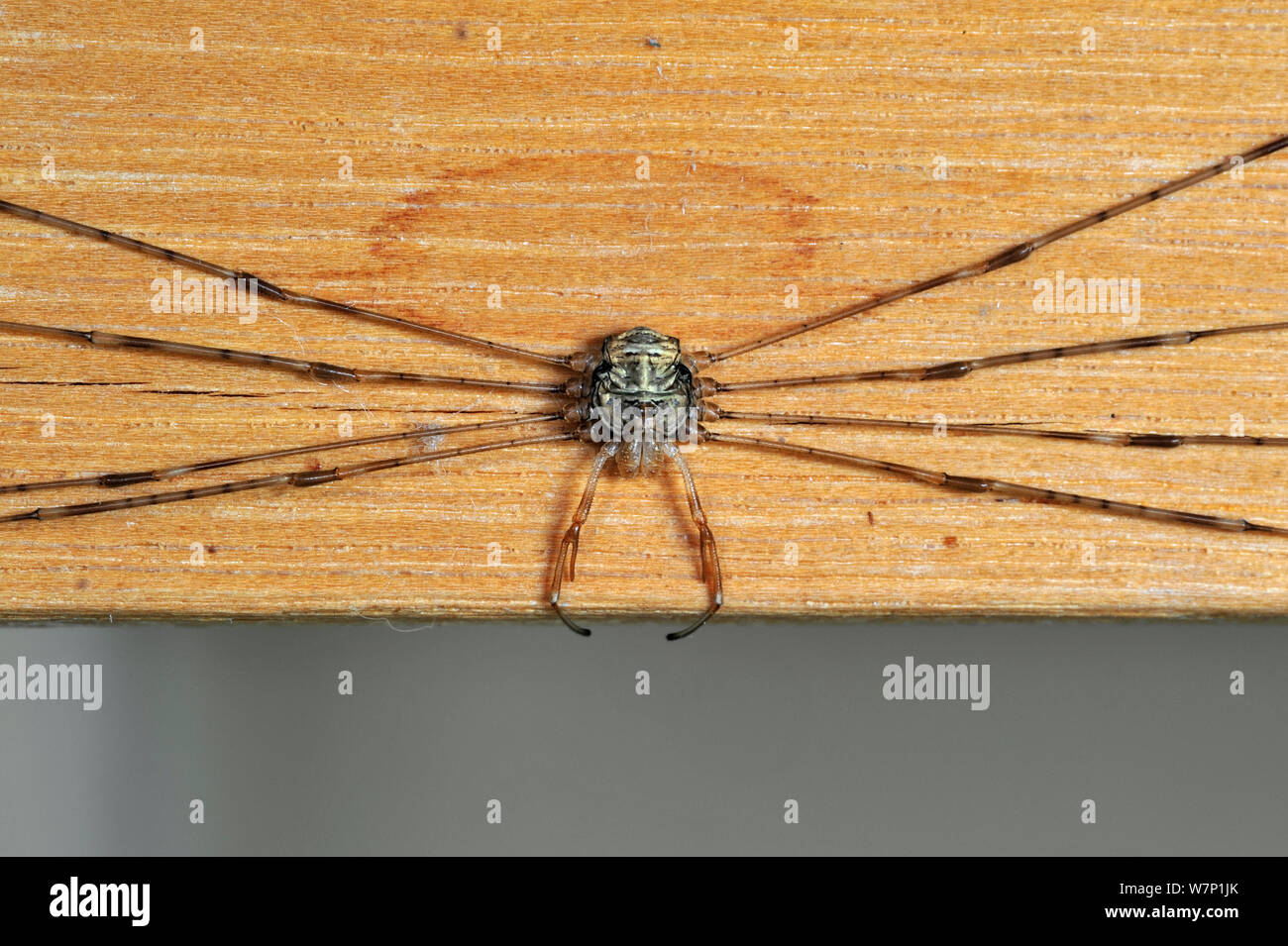 Splay-gambe (harvestman Dicranopalpus ramosus) in assetto di riposo, con gambe tesa ai lati, all'interno di casa, Belgio Foto Stock