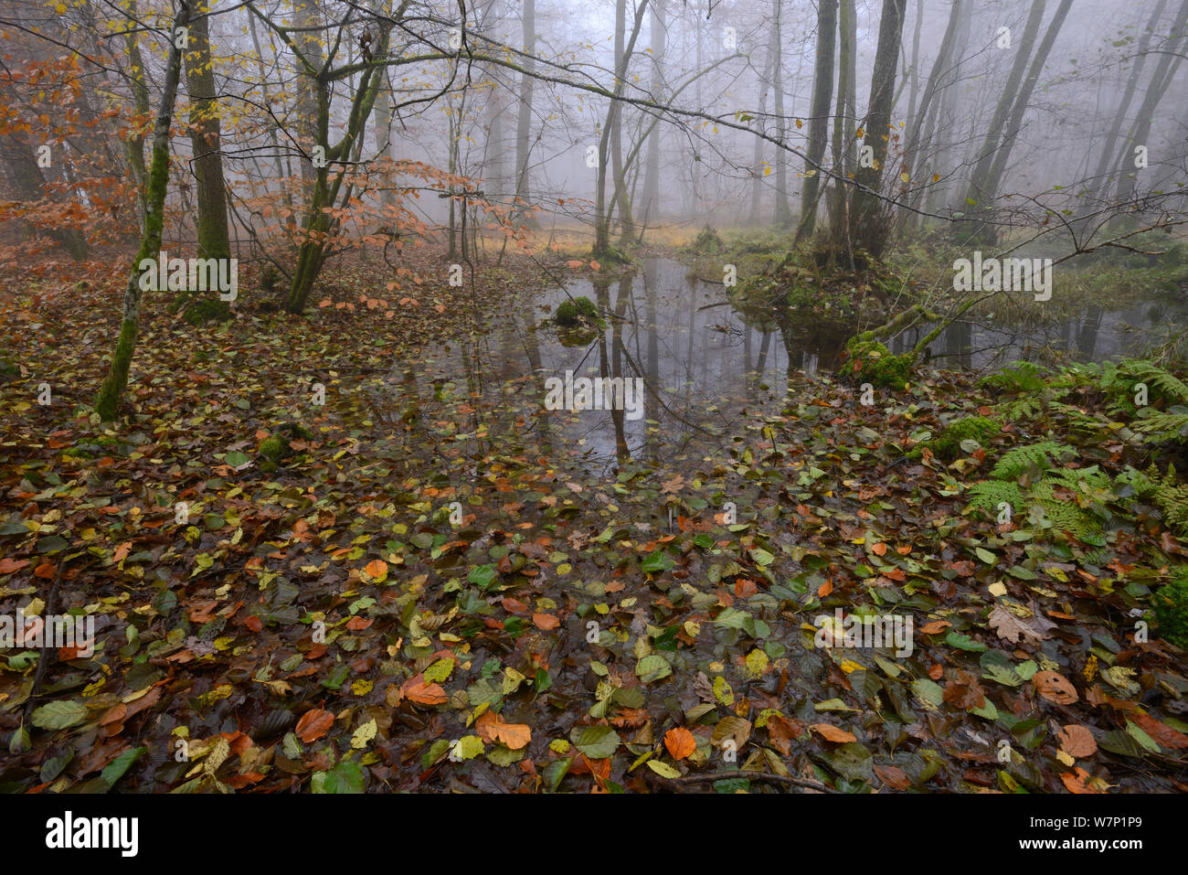 Bosco in autunno con nebbia e pozzanghere. Montagne Vosges, Francia, ottobre. Foto Stock