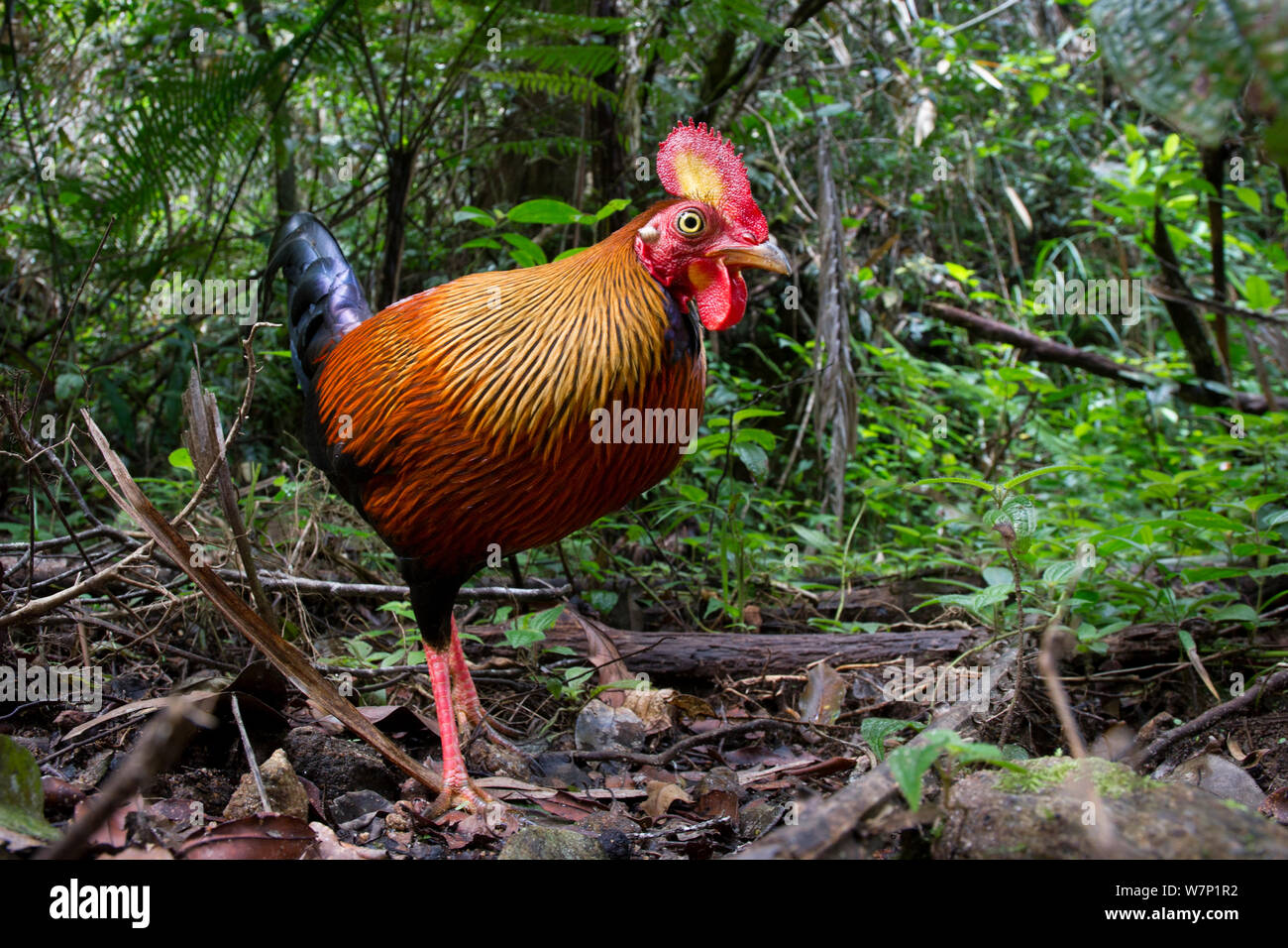 Maschio rosso Jungle Fowl (Gallus gallus) nella foresta understorey. Sinharaja Parco Nazionale, Sri Lanka. Foto Stock