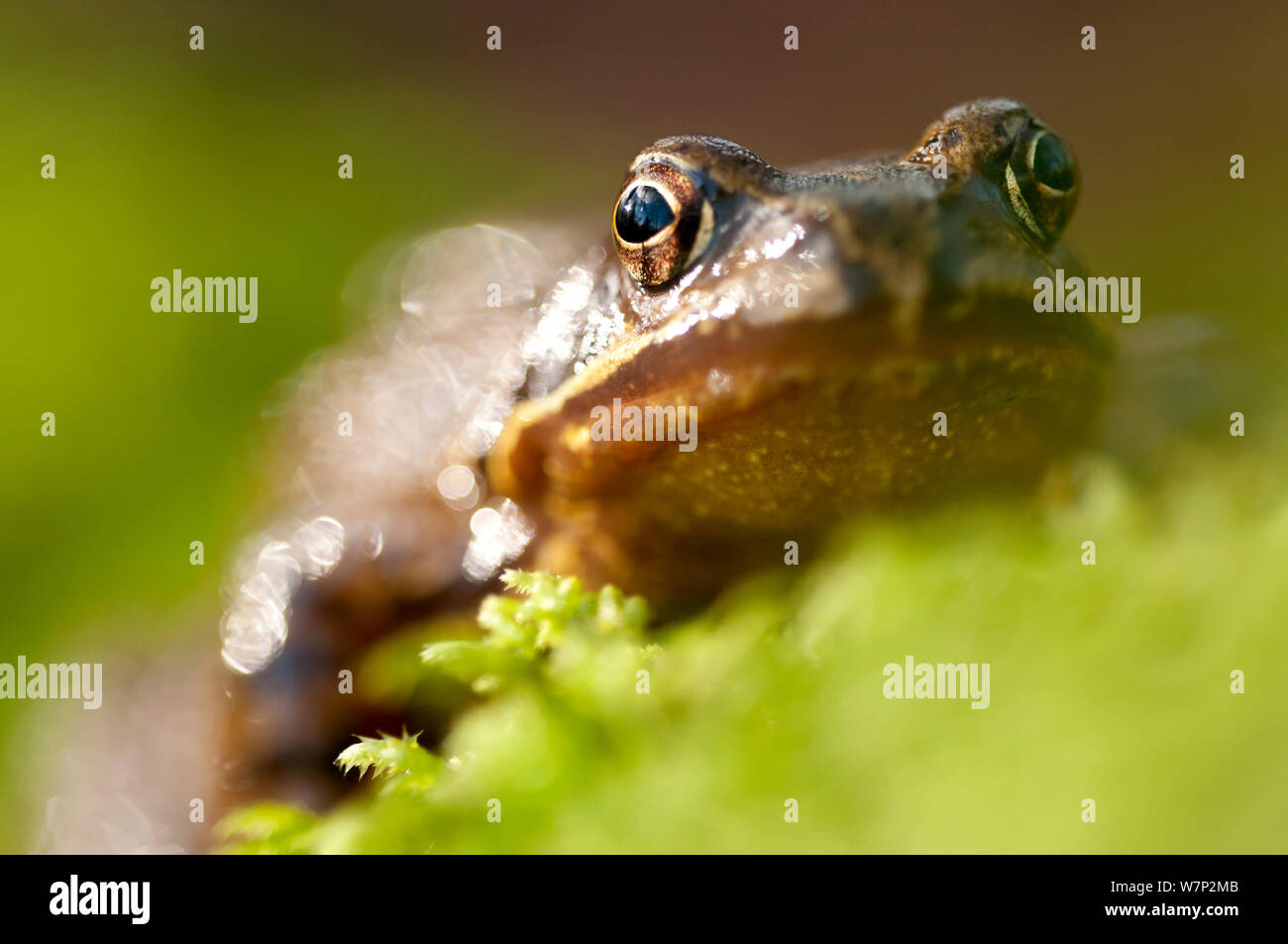 Rana comune (Rana temporaria) ritratto, tra il muschio, Cornwall, Regno Unito. Gennaio Foto Stock