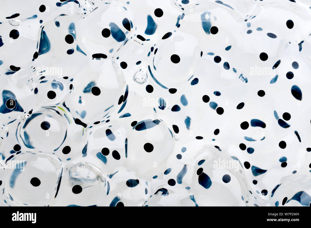 Frog spawn (Rana temporaria) close-up di spawn retroilluminato, Cornwall, Regno Unito. Gennaio, Foto Stock
