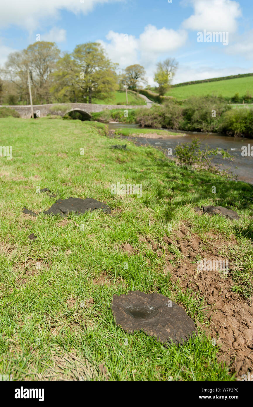 Tenuto male sulle rive dei fiumi, eroso dal bestiame, fangoso e l'inquinamento idrico, con cow pacche sulla riva del fiume, il fiume Ottery, Nord Petherwin, Launceston, Cornwall, Regno Unito. Aprile 2012. Foto Stock