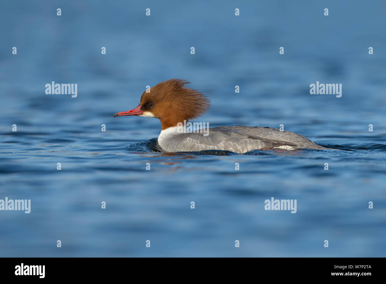 Femmina (smergo maggiore Mergus merganser) nuoto sul lago, Gwynedd, Wales, Regno Unito, febbraio. Foto Stock