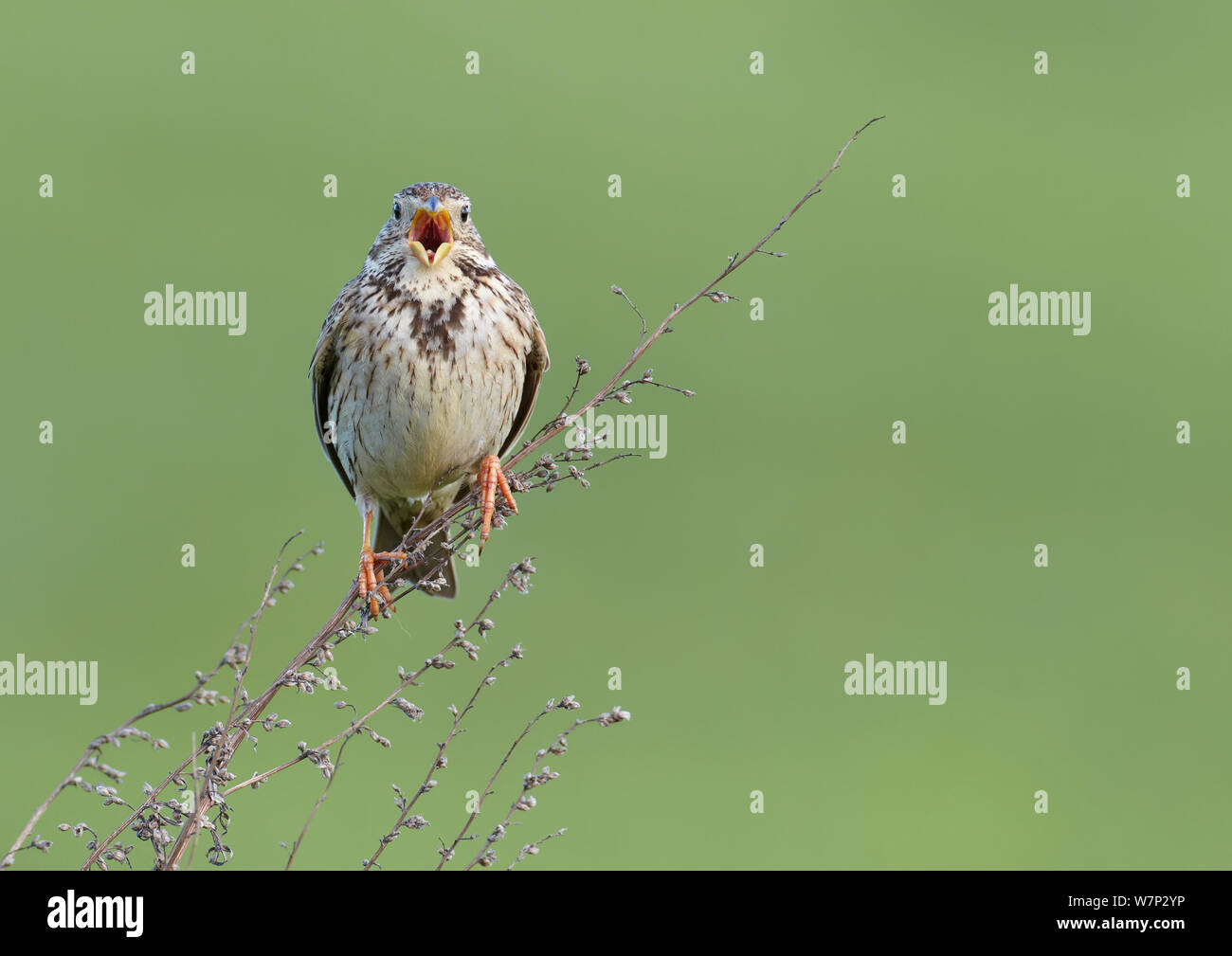 Corn bunting (Miliaria calandra) cantare, Formby, Lancashire, Inghilterra, Regno Unito, Giugno. Foto Stock