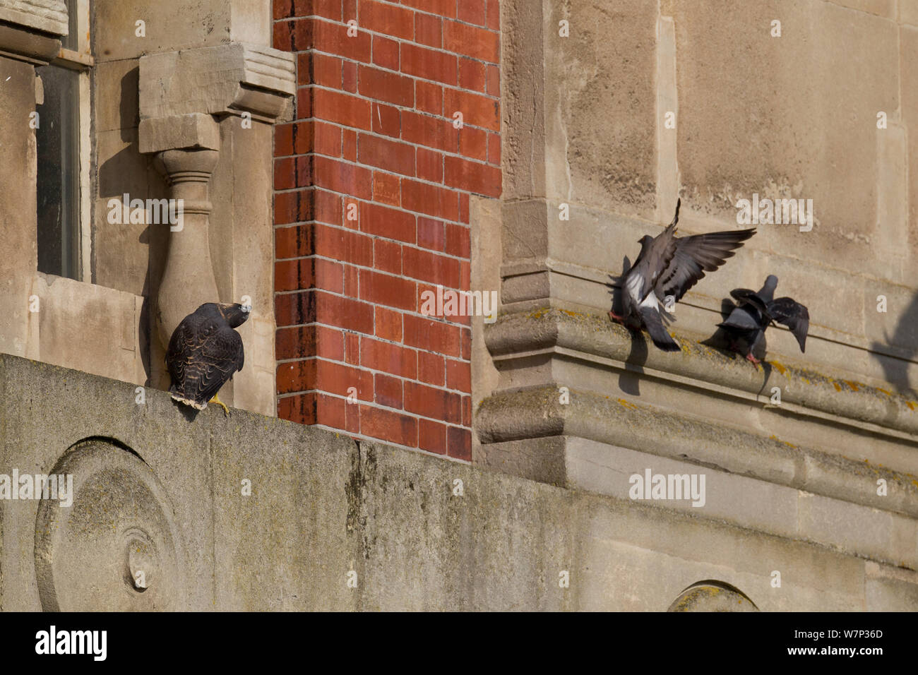 I capretti maschio di falco pellegrino (Falco peregrinus) guardando piccioni selvatici (Columba livia) come essi terra vicino alla sua appollaiarsi su un edificio battuta, Bristol, Inghilterra, Regno Unito, Giugno. Foto Stock