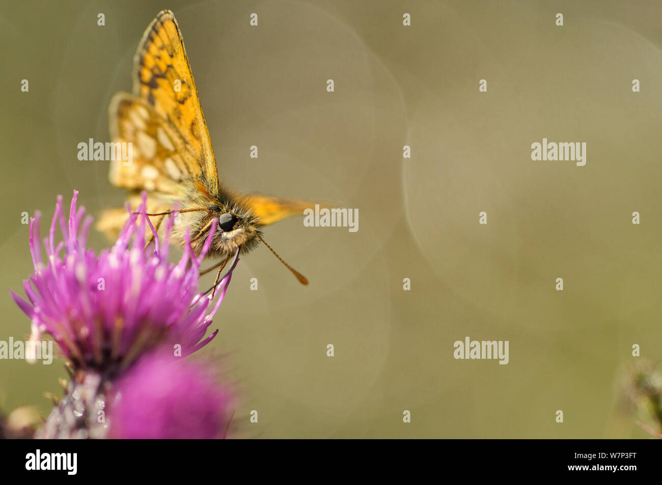 Skipper a scacchi (Carterocephalus palaemon) nectaring su thistle (Cirsium), legno Glasdrum Riserva Naturale Nazionale, vicino a Oban, Argyll, Scozia, Giugno. Foto Stock