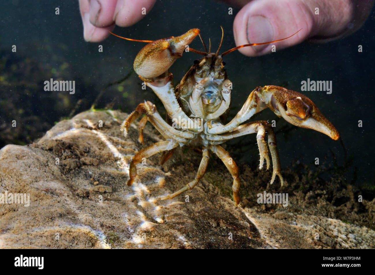 White artigliato gamberi di fiume (Austropotamobius pallipes) sott'acqua su Riverbed, visualizzazione defensize postura, con la mano che raggiunge in, parte dell'Eden fiumi fiducia gamberi di fiume cattura e rilascio di indagine sulla popolazione, Fiume Leith, Cumbria, Regno Unito, settembre 2012. Foto Stock