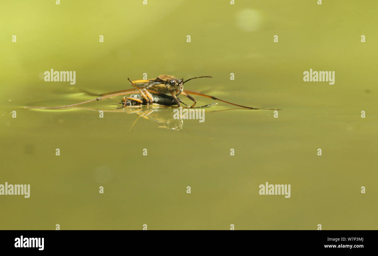 Pond skater (Gerris lacustris) con la preda su uno stagno, Hertfordshire, Inghilterra, Regno Unito, Giugno. Foto Stock