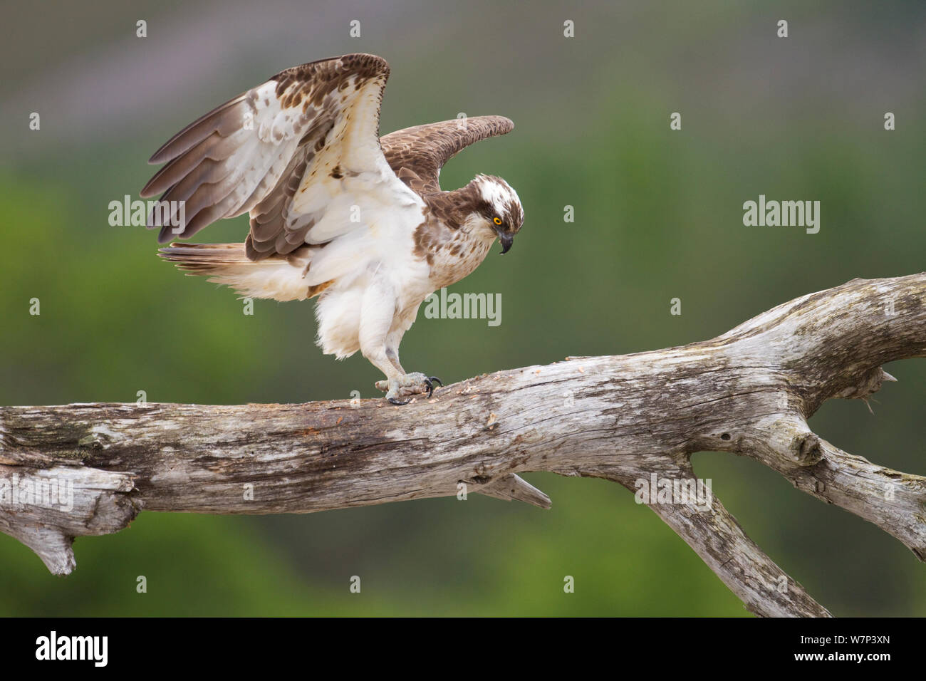Falco pescatore (Pandion haliaetus) sull'alimentazione pesce persico, Cairngorms National Park, Scozia, Luglio. Foto Stock