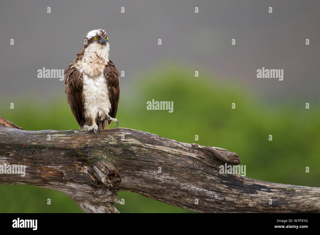 Falco pescatore (Pandion haliaetus) appollaiato su un ramo asciugando le sue piume, Cairngorms National Park, Scozia, Luglio. Foto Stock