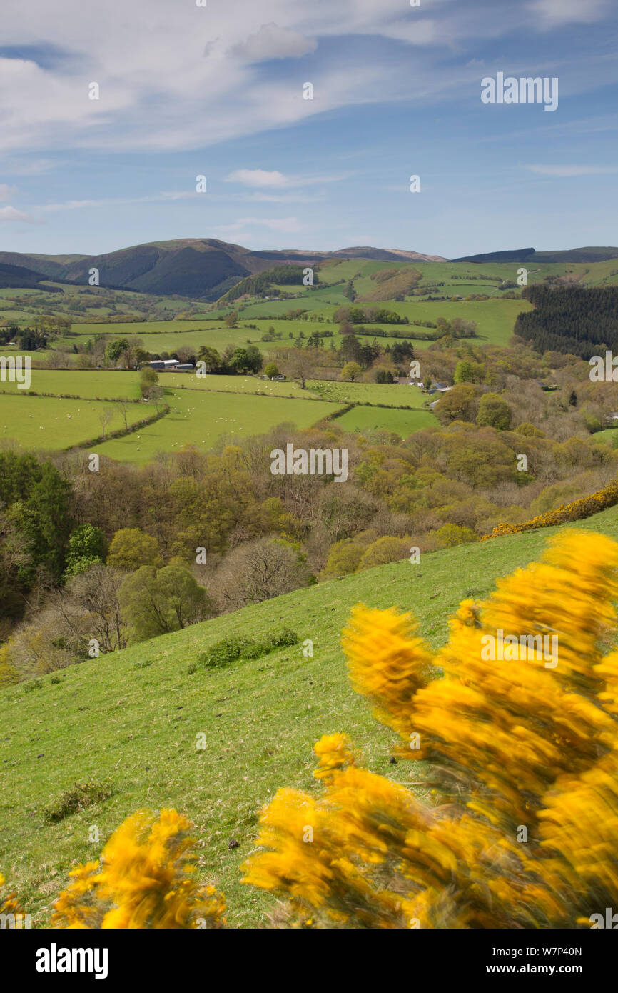 Vista della montagna paesaggio agricolo del Cambriano montagne, parte della vita Pumlumon Progetto Paesaggio, con ginestre fiorite (Ulex Europaeus) in primo piano, Ceredigion, Galles, maggio 2012. Foto Stock
