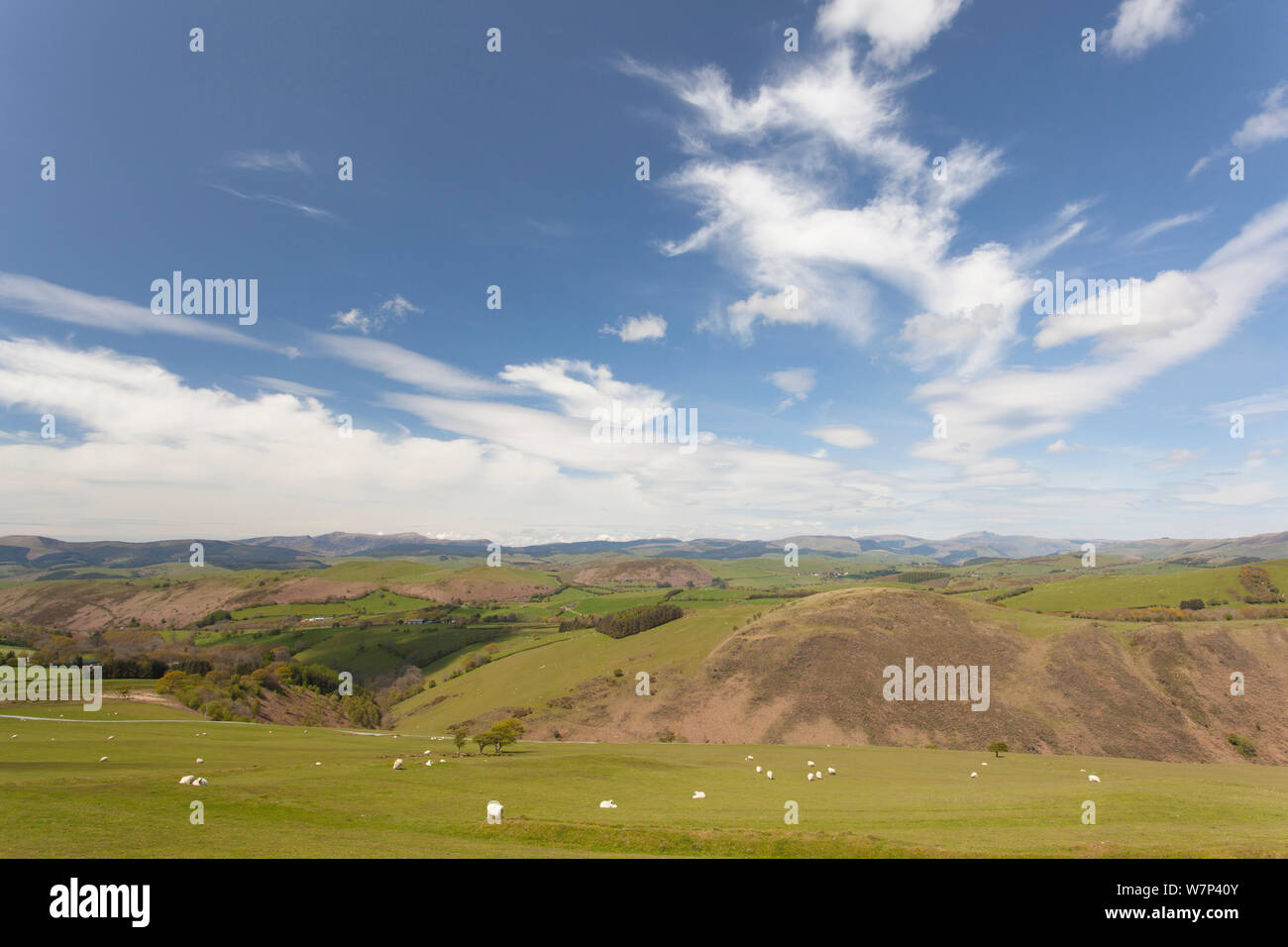 Vista sulla montagna agricola in orizzontale sul bordo della Vita Pumlumon Progetto Paesaggio, Cambrian Mountains, Ceredigion, Wales, Regno Unito, maggio 2012. Foto Stock