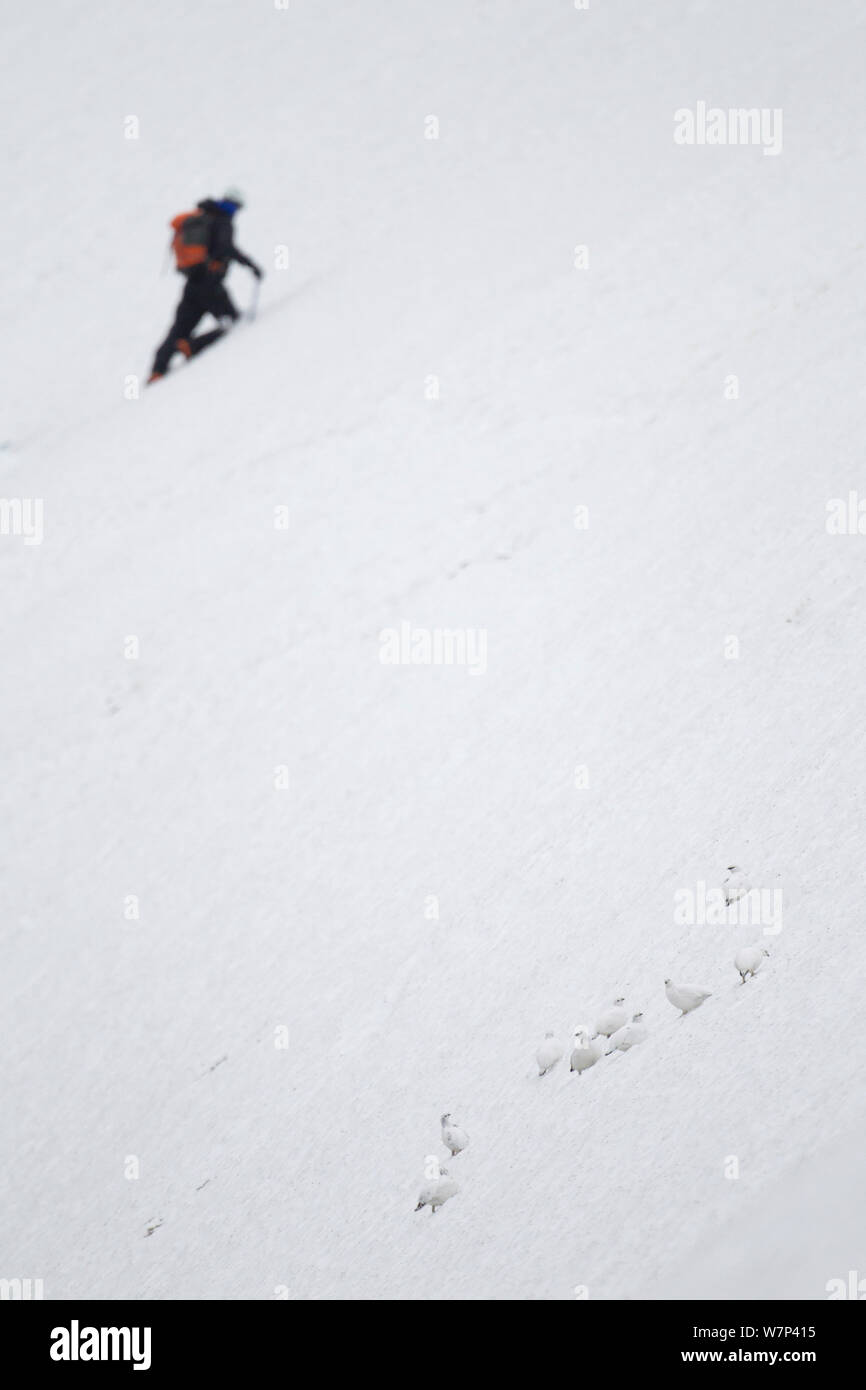 Gruppo di pernice bianca (Lagopus mutus) mimetizzata contro la neve in inverno piumaggio, con un escursionista in background, Cairngorms National Park, Scozia, febbraio. Foto Stock