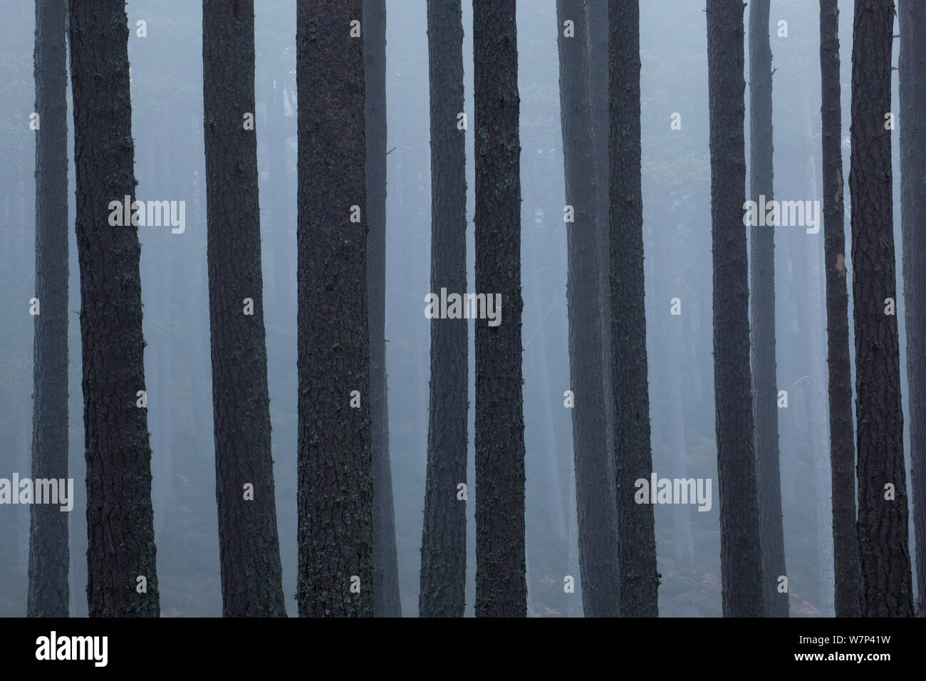 Di pino silvestre (Pinus sylvestris) i trunk di nebbia, Rothiemurchus foresta, Cairngorms National Park, Scotland, Regno Unito, ottobre. Foto Stock