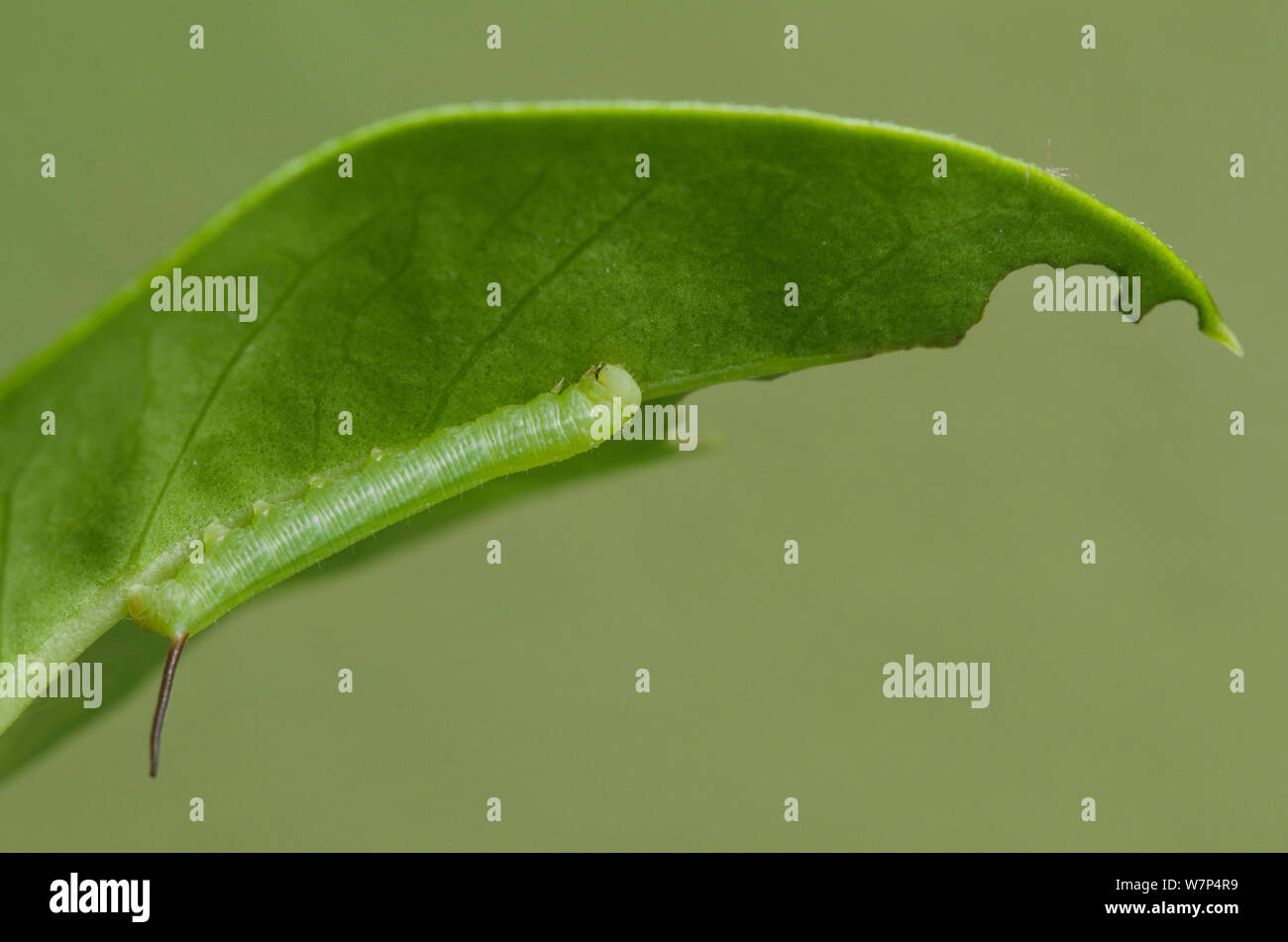 Ligustro hawkmoth (Sphinx ligustri) primo instar larva appoggiati lungo ligustro foglia, spina UK, Luglio, captive Foto Stock