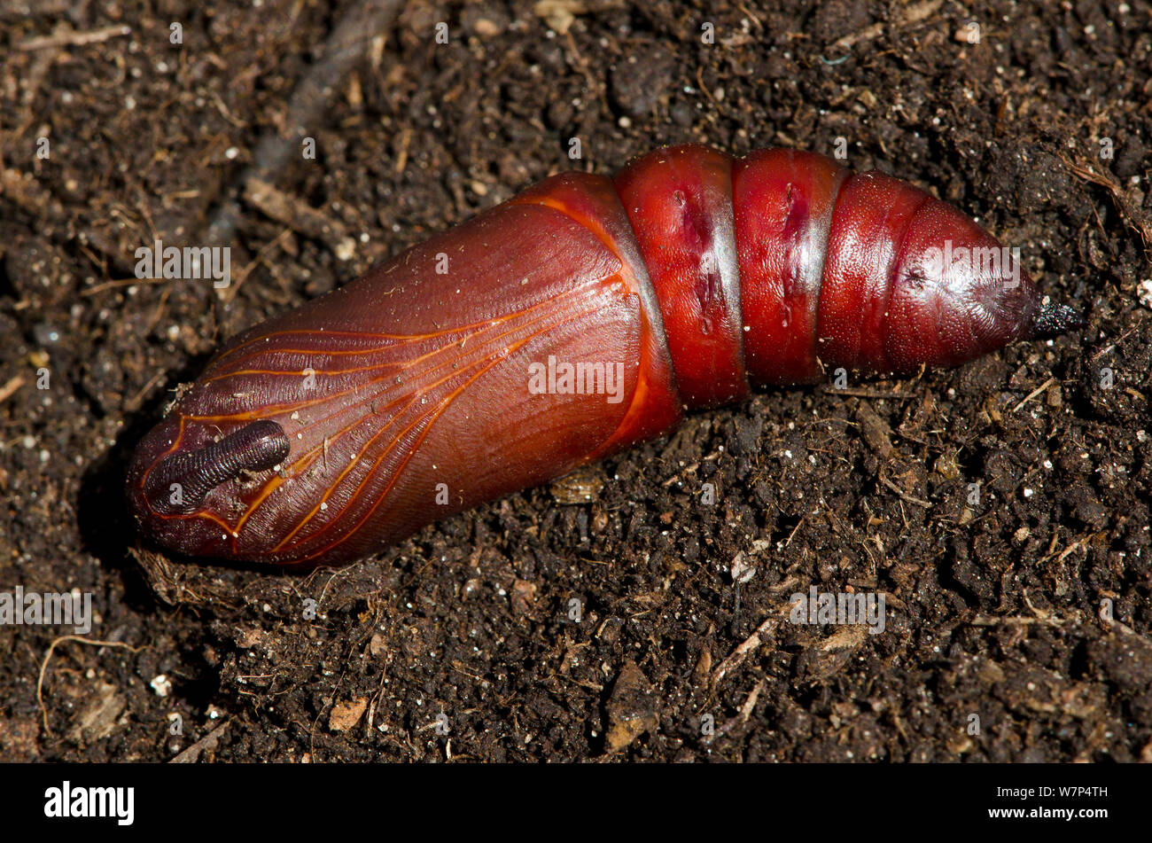 Ligustro hawkmoth (Sphinx ligustri) pupa sul suolo, UK, Settembre, captive Foto Stock