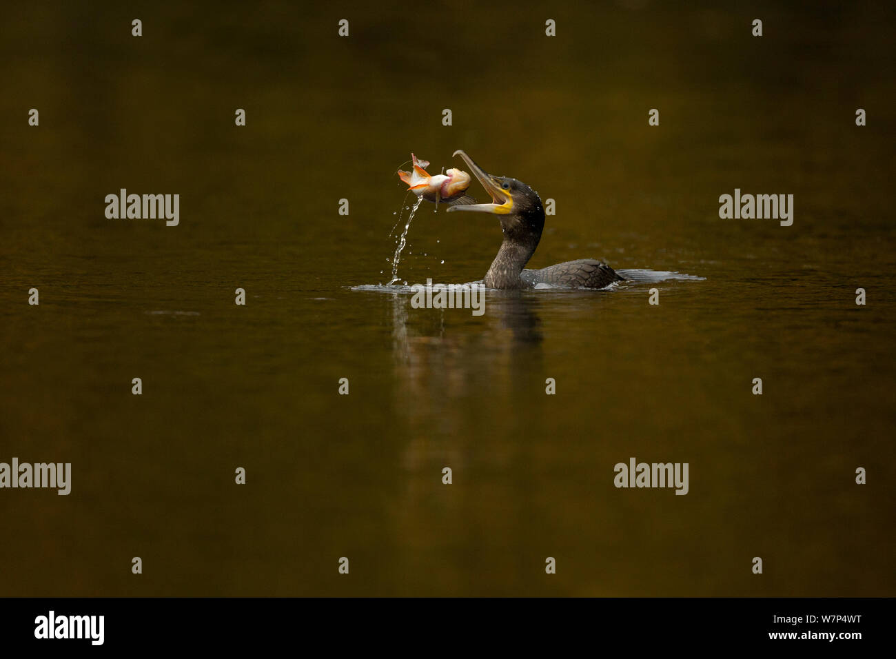 Cormorano (Phalacrocorax carbo) mangiando un pesce persico, Cheshire, Regno Unito, ottobre Foto Stock