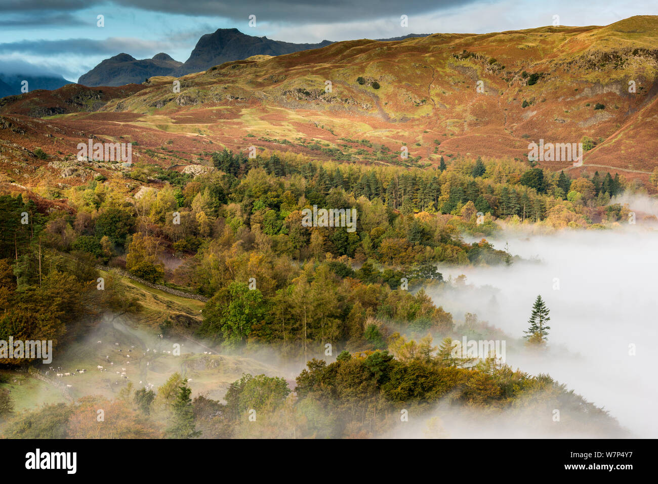 Vista da Loughrigg, con colore di autunno e la nebbia di mattina, vicino a Grasmere, nel distretto del lago, Cumbria, Regno Unito. Ottobre 2012. Foto Stock
