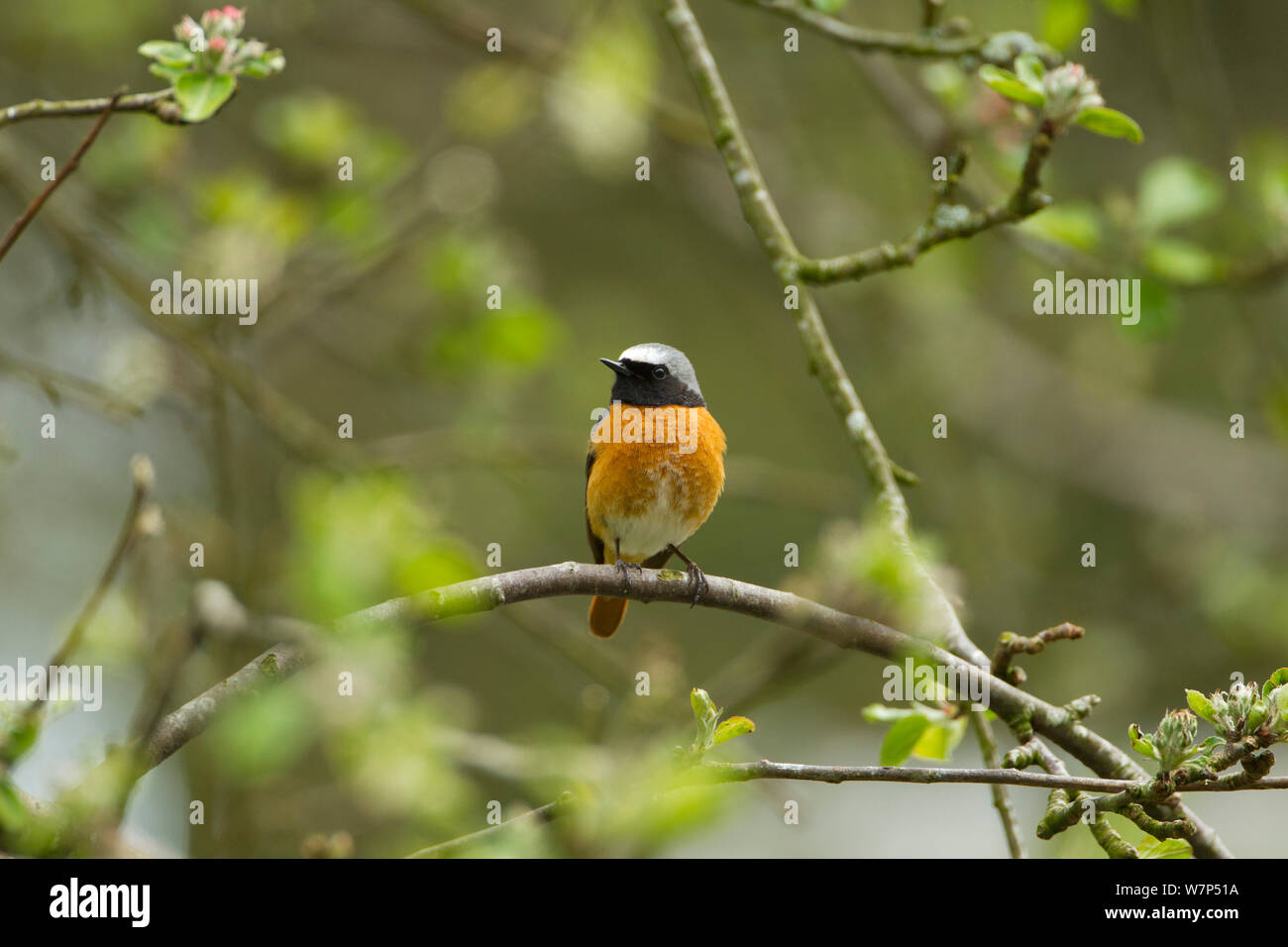 (Redstart Phoenicurus phoenicurus) adulto. Il Galles, Regno Unito, maggio. Foto Stock