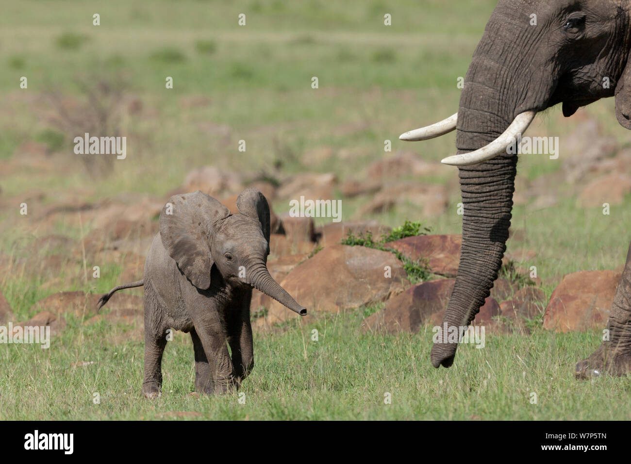 Elefante africano (Loxodonta africana) il bambino e sua madre. Masai-Mara Game Reserve, in Kenya. Foto Stock