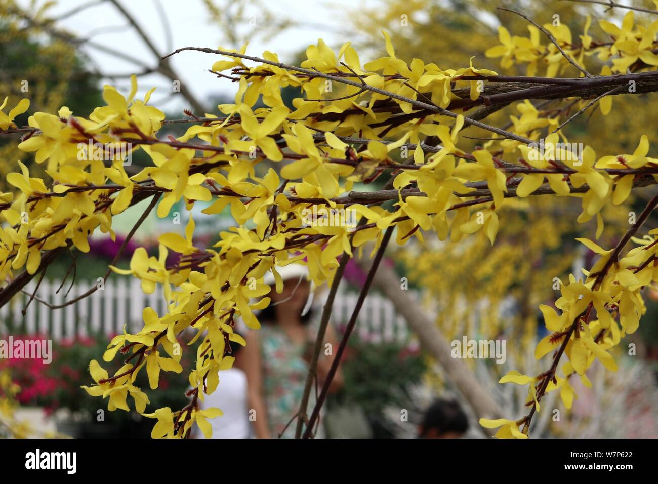 Vista la bald gli alberi ad un fiore-tema punto panoramico decorate con fiori artificiali nel quartiere Xindu, Chengdu, a sud-ovest della Cina di Sichuan pro Foto Stock