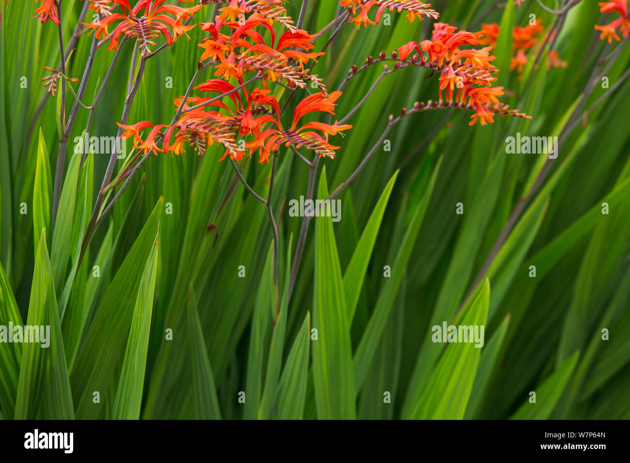 Crocosmia fioritura, Milborne Port, Somerset, Regno Unito Agosto Foto Stock