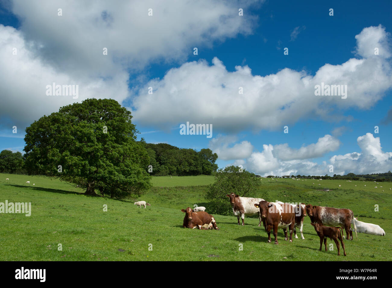 Bovini domestici in un campo nei pressi di Dorset Gap, Dorset, Regno Unito Giugno 2012 Foto Stock