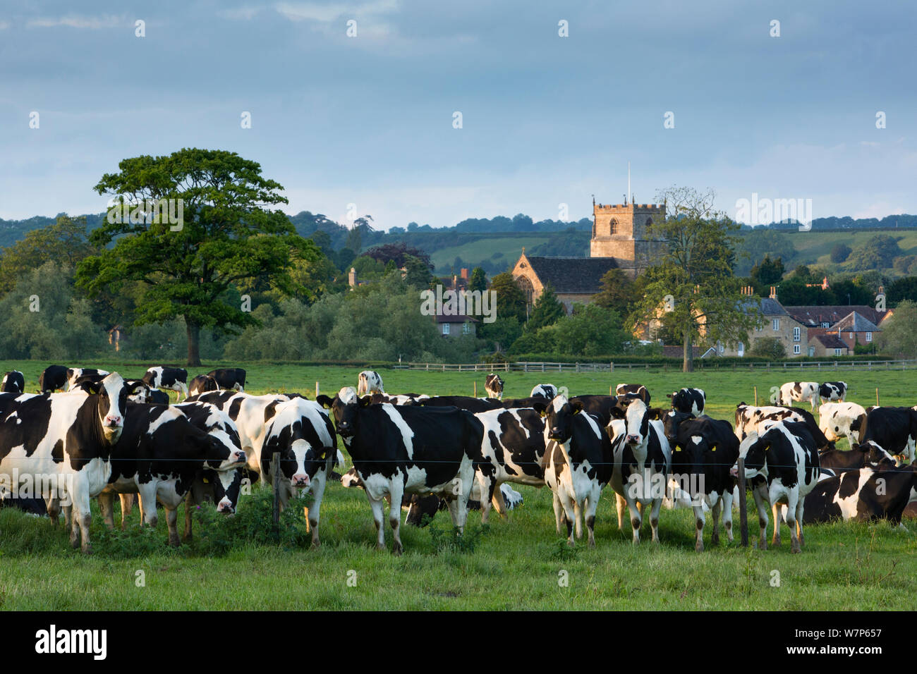 Vacche domestiche in un campo, Milborne Port, Somerset, Regno Unito Foto Stock