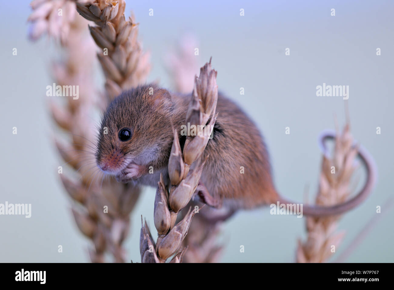 Harvest Mouse (Micromys minutus) sulle sementi di cereali di testa. Regno Unito, ottobre. Foto Stock