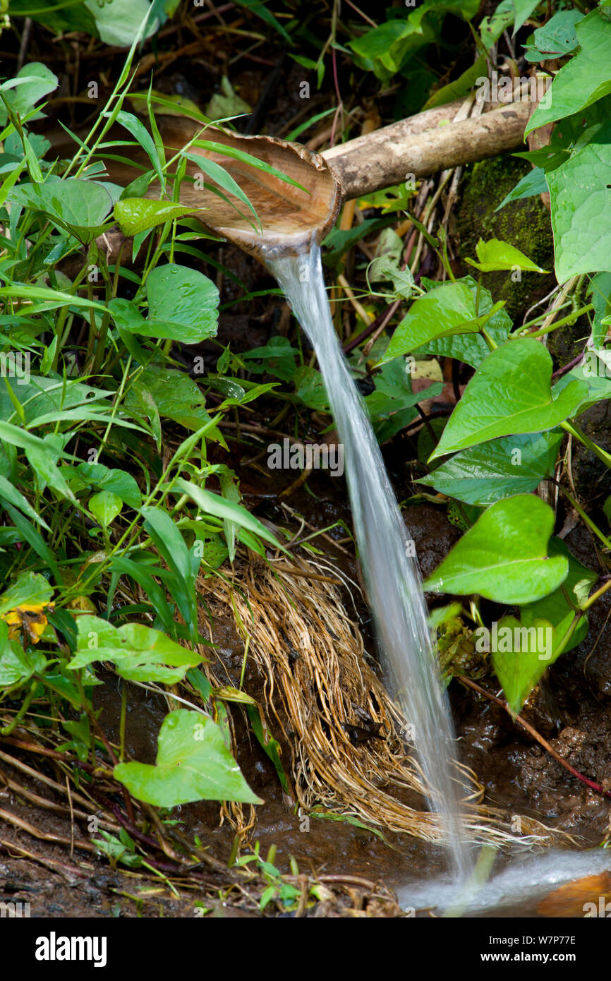Agricoltura sul bordo della foresta pluviale, irrigazione sul bordo della Obe National Park, vicino a Bom Sucesso Botanic Gardens, Sao Tomé, Repubblica democratica di Sao Tome e Principe, Golfo di Guinea Foto Stock
