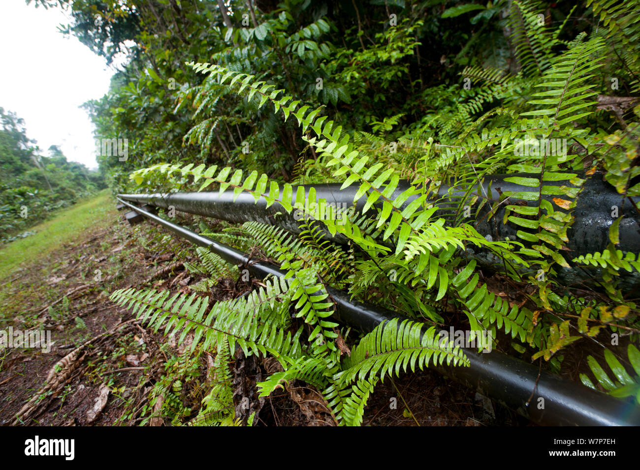 Oleodotto con foresta cancellata per consentire una facile ispezione fo la pipeline. Gamba comune, Ogooue-Maritime / Nyanga, Gabon, Febbraio 2009 Foto Stock
