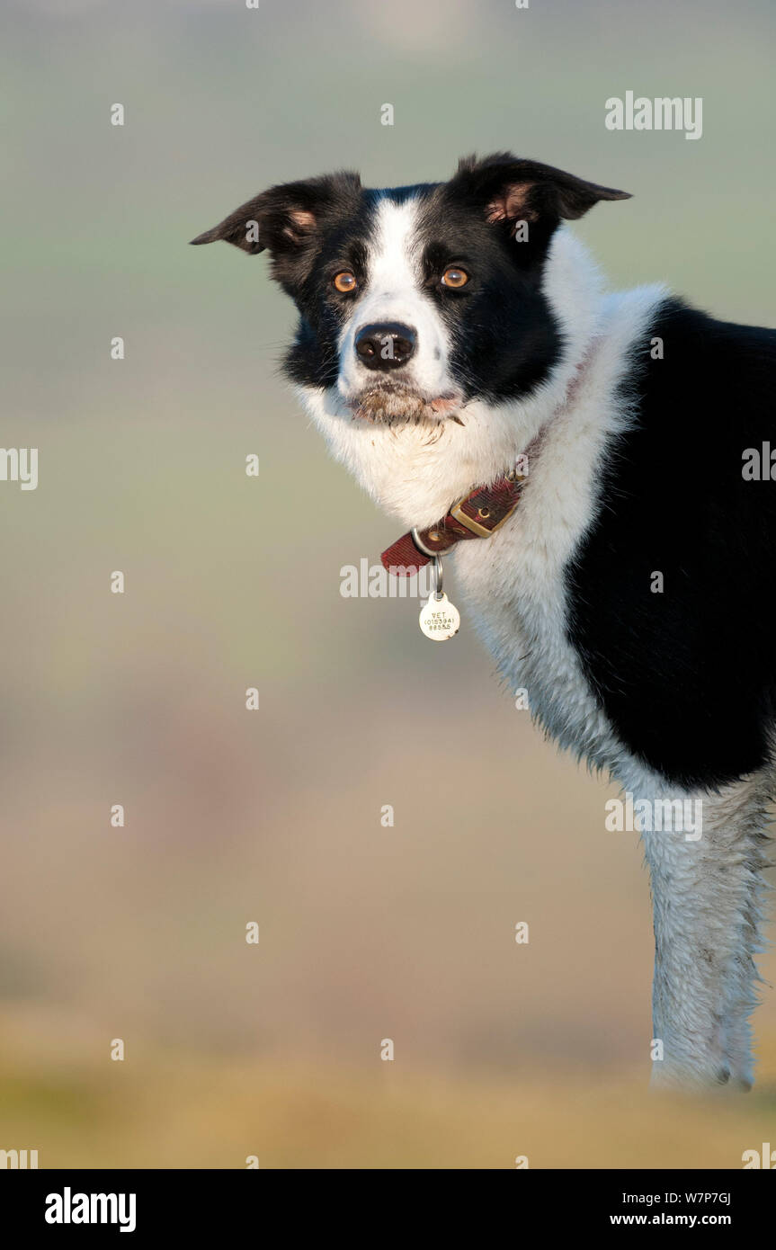 Maschio adulto Border Collie ritratto, Cumbria, Gennaio Foto Stock