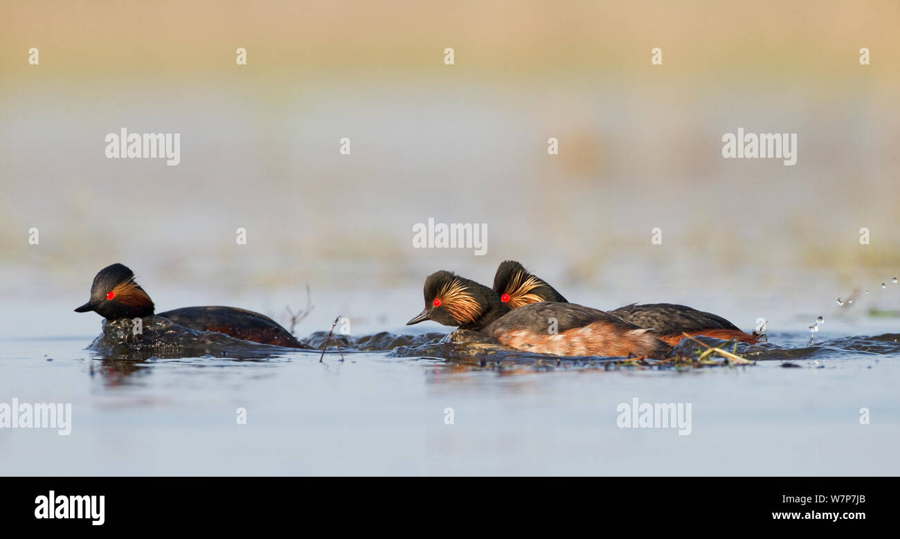 Collo Nero svasso (Podiceps nigricollis) coppia scacciano un altro svasso in una disputa territoriale, la Dombes area del lago, in Francia, in aprile Foto Stock