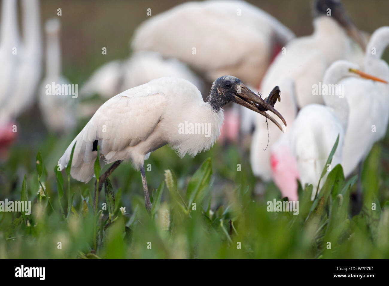 American Wood Ibis (Mycteria americana) alimentazione sul pesce gatto in un pool di essiccazione, alla fine della stagione secca un sacco di aironi di varie specie si riuniscono per mangimi sul pesce esposta. Sud del Pantanal, Mato Grosso do Sul, Brasile, Agosto Foto Stock