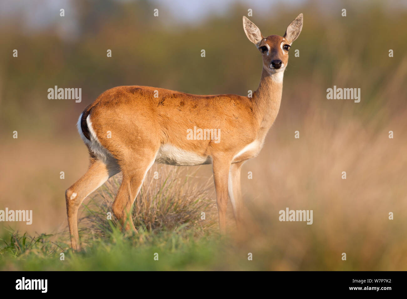 Pampa Deer (Ozotoceros bezoarticus) femmina ritratto permanente, sud del Pantanal, Mato Grosso do Sul, Brasile Foto Stock