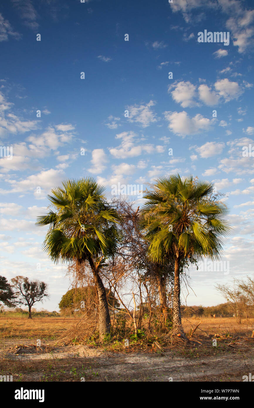 Le palme in una savana secca-come il paesaggio, nel Pantanal, Brasile. Agosto 2011 Foto Stock