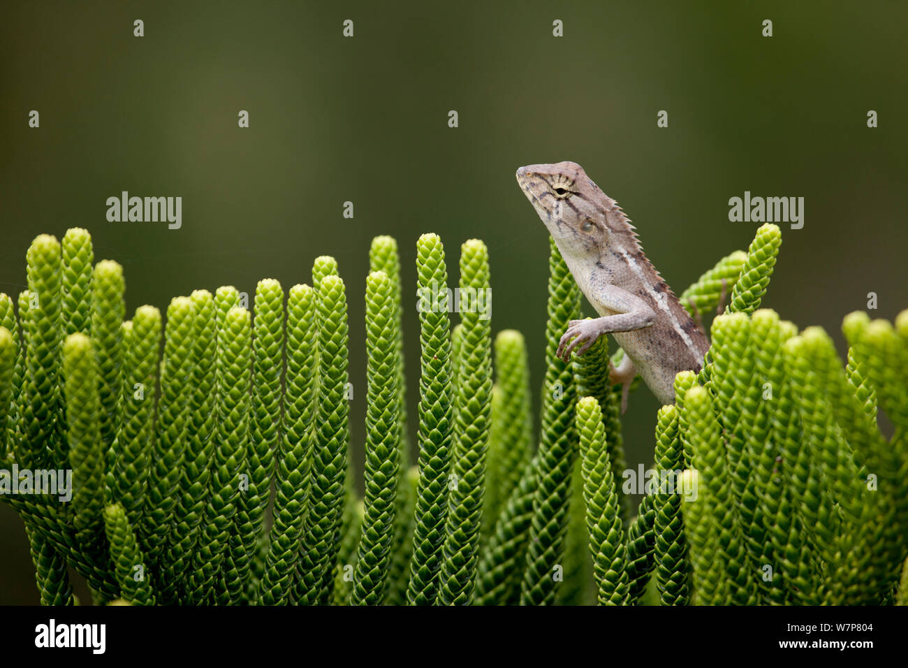 Giardino / modificabile Lizard (Calotes versicolor) tra piante, Ocean Dunes Golf, Phan Thiet, Vietnam. Foto Stock