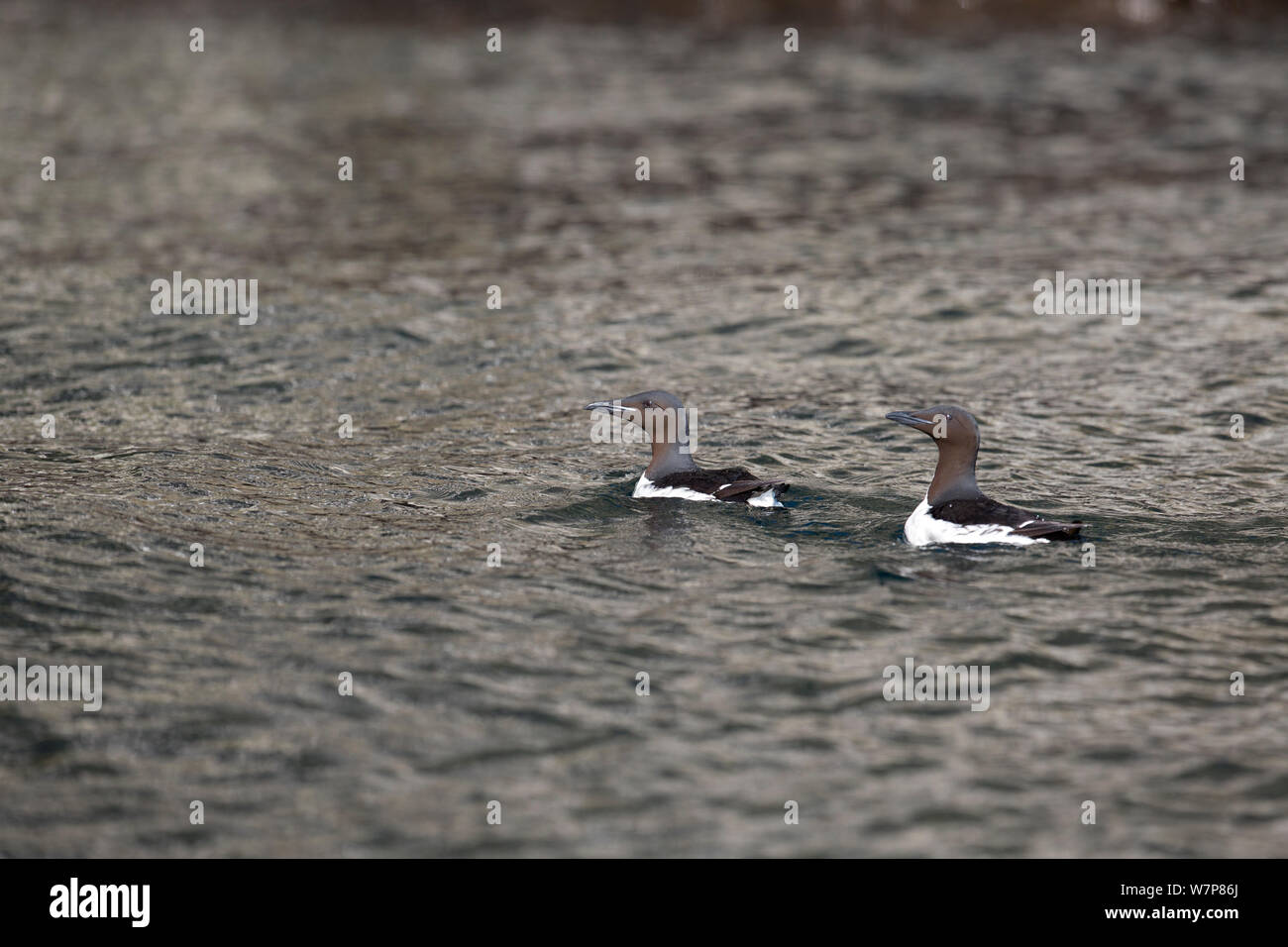 Brunnichs guillemots / spessa murres fatturati (Uria lomvia)sulla superficie del mare, Bréhat Chirpoy isole, Kurils, Estremo Oriente Russo, Giugno Foto Stock