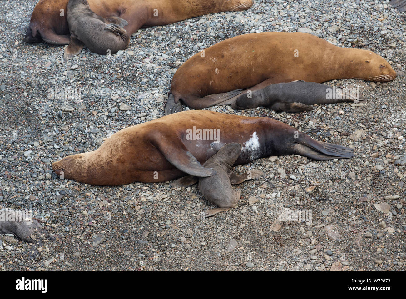 Northern pelliccia sigillo (Callorhinus ursinus) femmina nursing nuovo cucciolo nato con gli altri dietro, Tyuleniy Island, Estremo Oriente Russo, Giugno Foto Stock