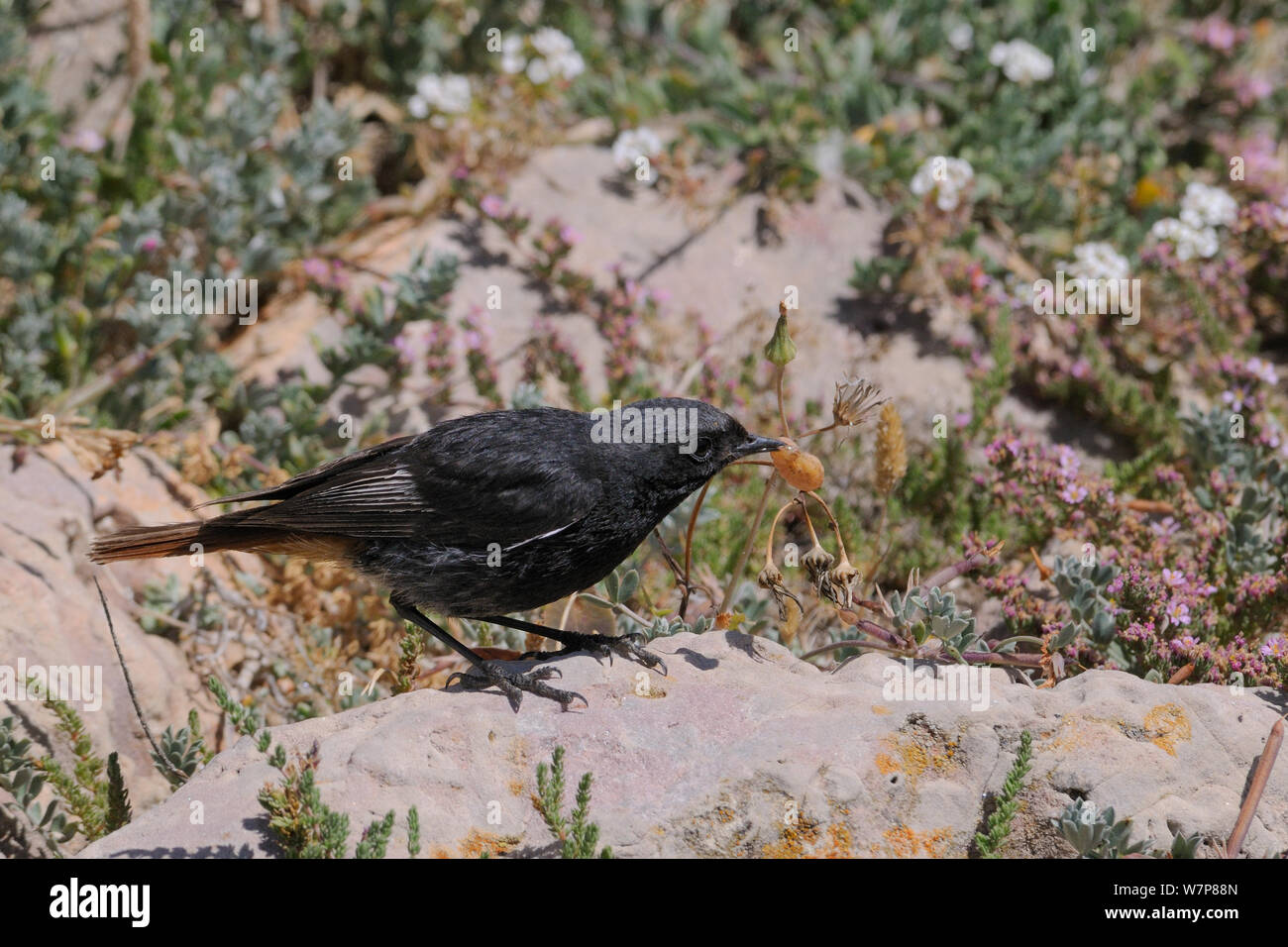 Codirosso spazzacamino (Phoenicurus ochruros) maschio con caterpillar catturati tra garrigue costiere vegetazione a macchia entro le mura di Sagres Fort, Algarve, Portogallo, Giugno. Foto Stock