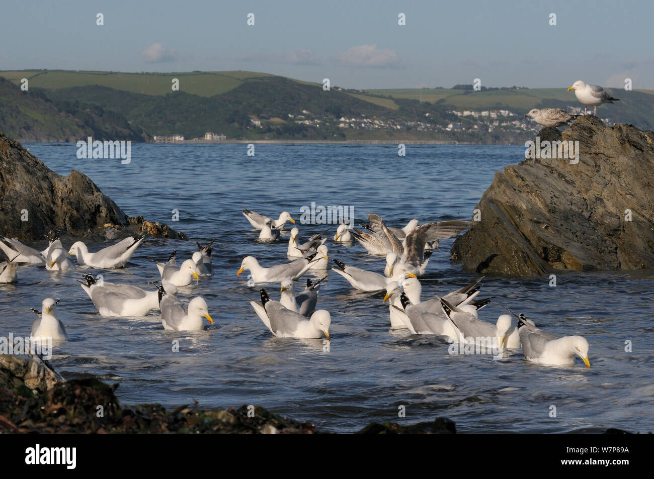 Gabbiani reali (Larus argentatus) rovistando in un gregge in mare poco profondo e acqua vicino a riva per gli invertebrati disturbati dalla marea wrack da una molla di alta marea, con Downderry village in background, Looe, Cornwall, Regno Unito, Giugno. Foto Stock