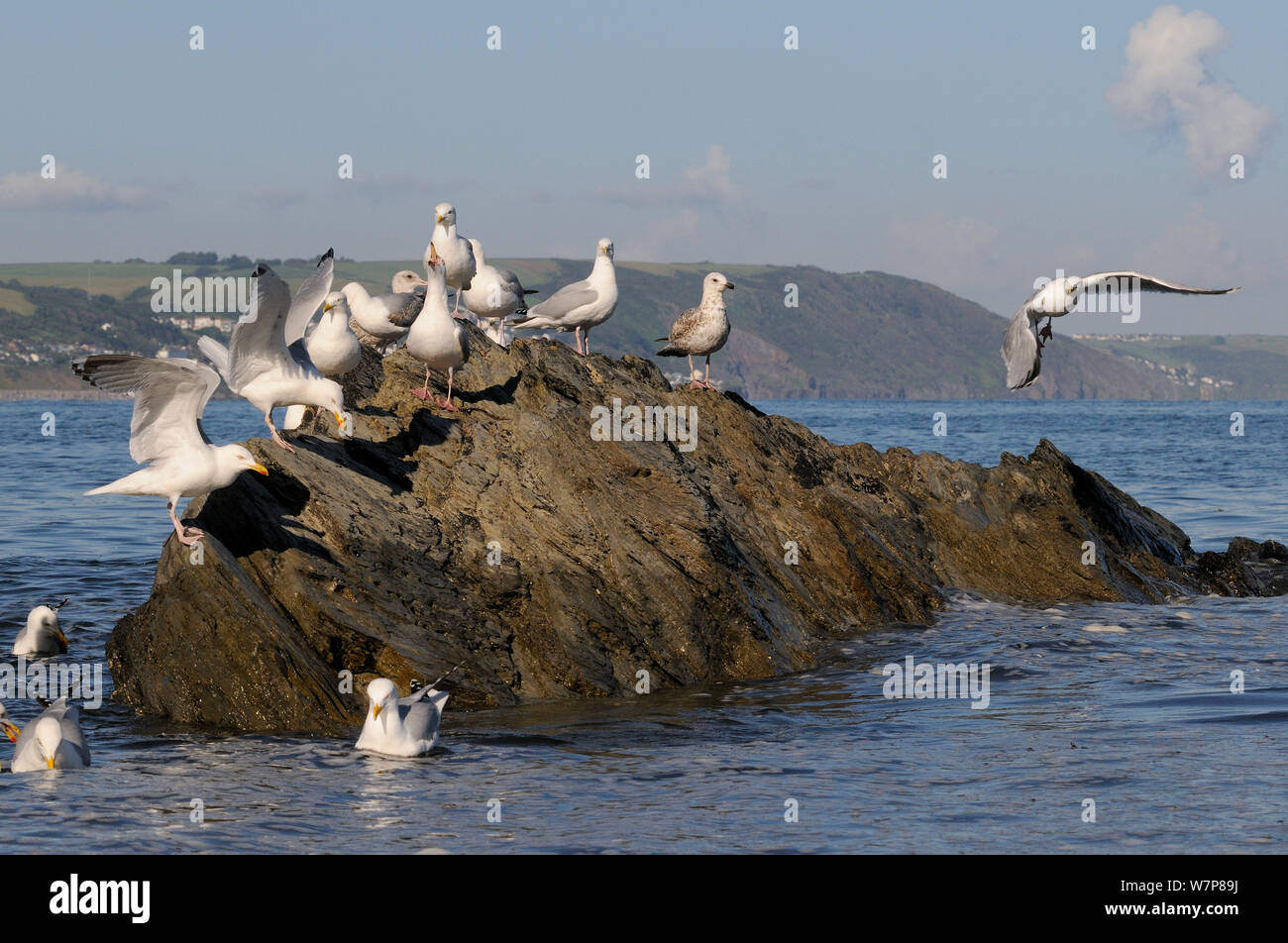 Gabbiani reali (Larus argentatus) lo sbarco e in piedi e chiede un'onda lavato rock vicino alla riva ad alta marea, come altri foraggio per gli invertebrati di acqua nelle vicinanze, Looe, Cornwall, Regno Unito, Giugno. Foto Stock