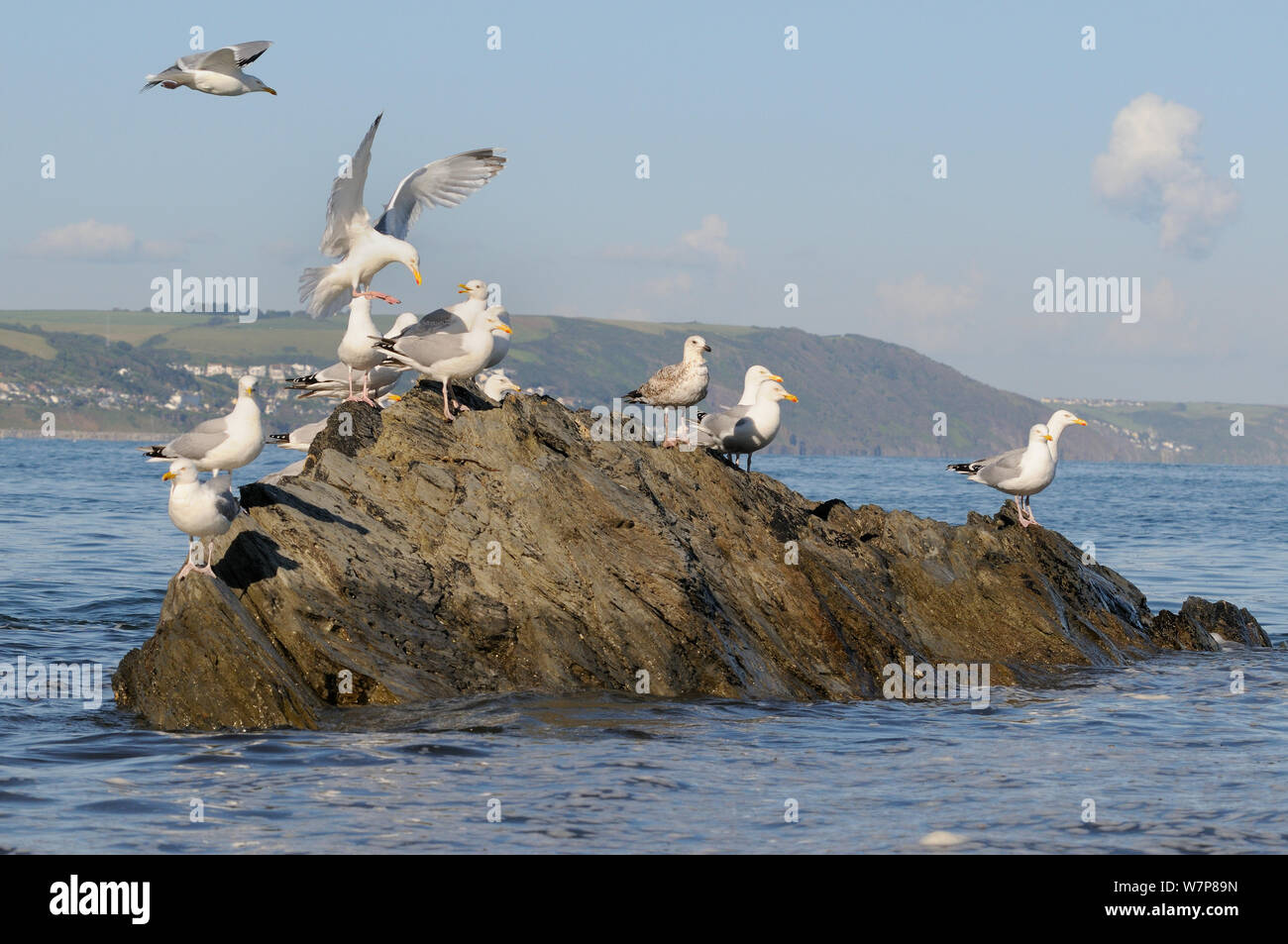 Gabbiani reali (Larus argentatus) lo sbarco e in piedi su un'onda lavato rock vicino alla riva ad alta marea, Looe, Cornwall, Regno Unito, Giugno. Foto Stock