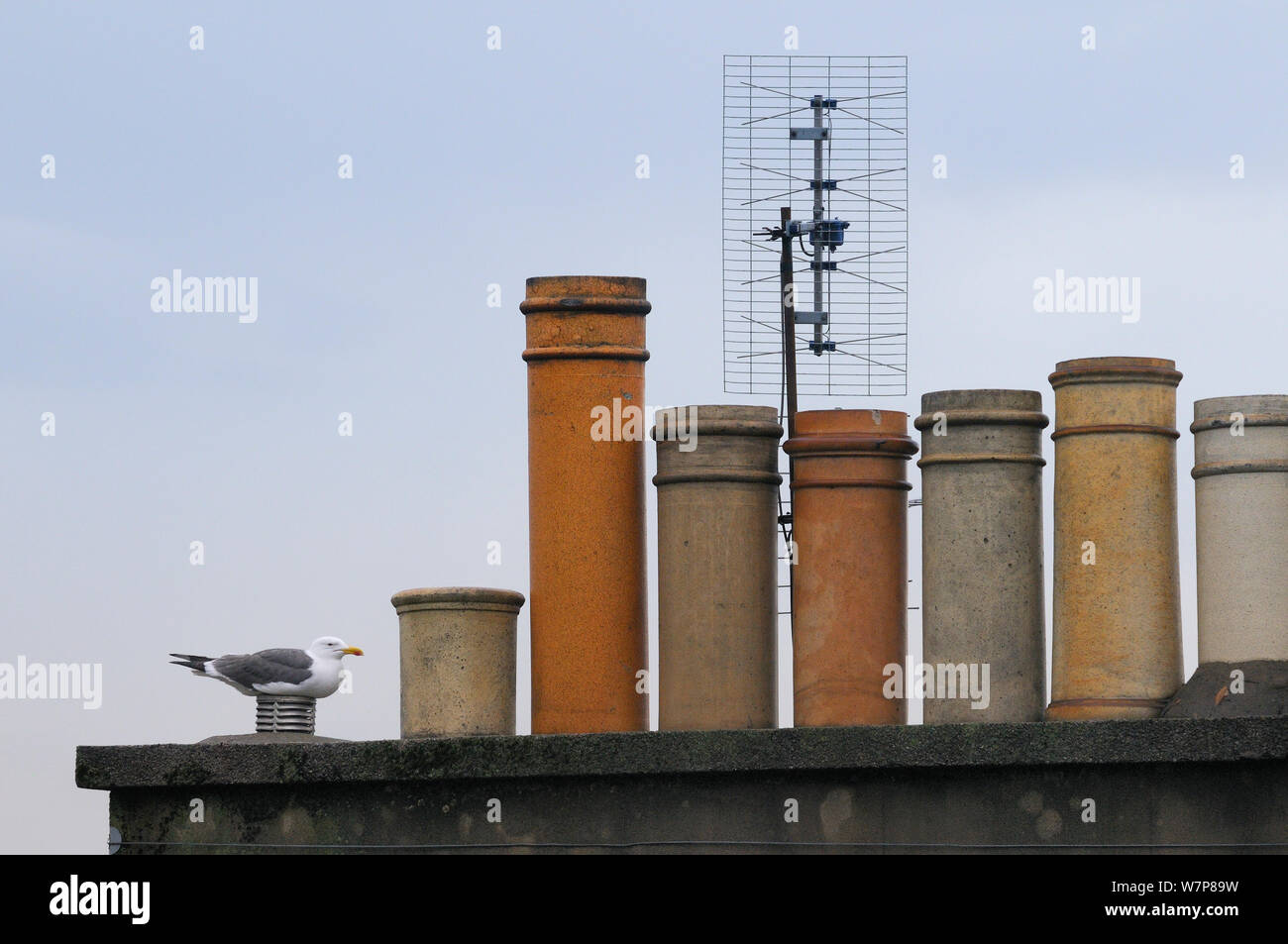 Lesser black backed gull (Larus fuscus) nesting sul tetto chimneypot, Edimburgo, Scozia, Giugno. Foto Stock