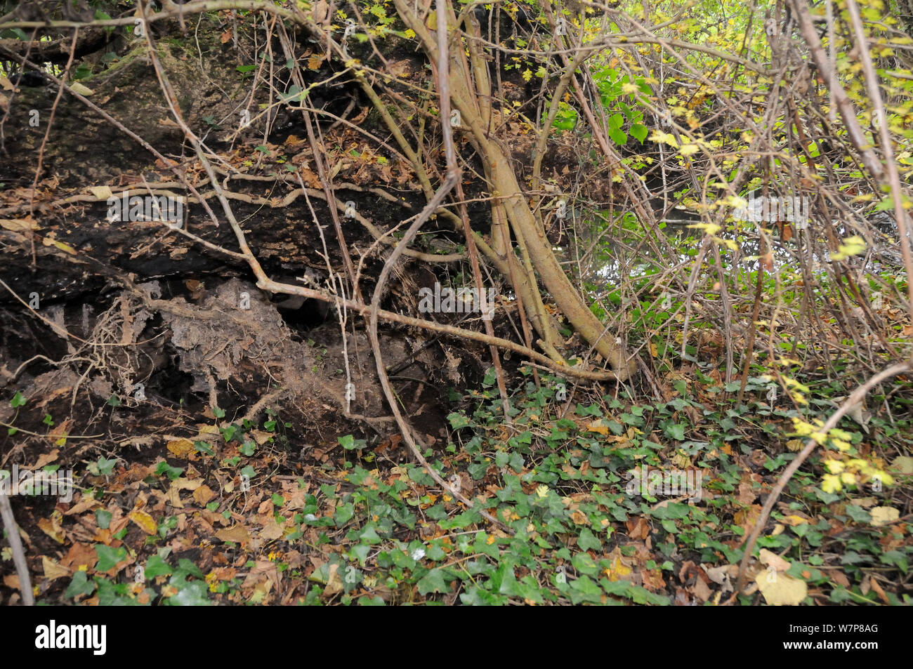 Unione Lontra di fiume (Lutra lutra) holt sotto le radici di un albero caduto con uscita sentiero che conduce ad un flusso di bosco, Somerset, Regno Unito, novembre. Foto Stock