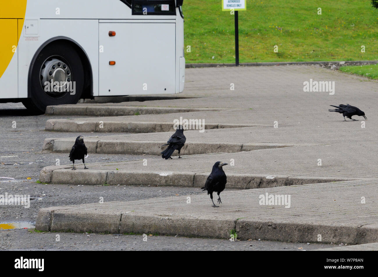 Rooks (Corvus frugilegus) di scavenging del cibo per left-over è sceso dai turisti nel parcheggio autobus alla stazione di servizio autostradale, Dumfries and Galloway, Scozia, Luglio. Foto Stock