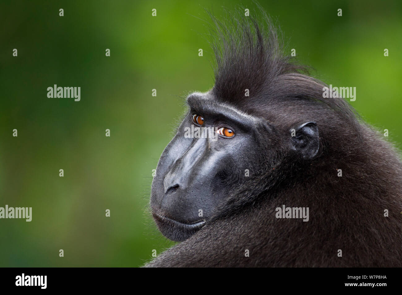 Celebes / Nero macaco crestato (Macaca nigra) maschio maturo ritratto di testa, Tangkoko National Park, Sulawesi, Indonesia. Foto Stock