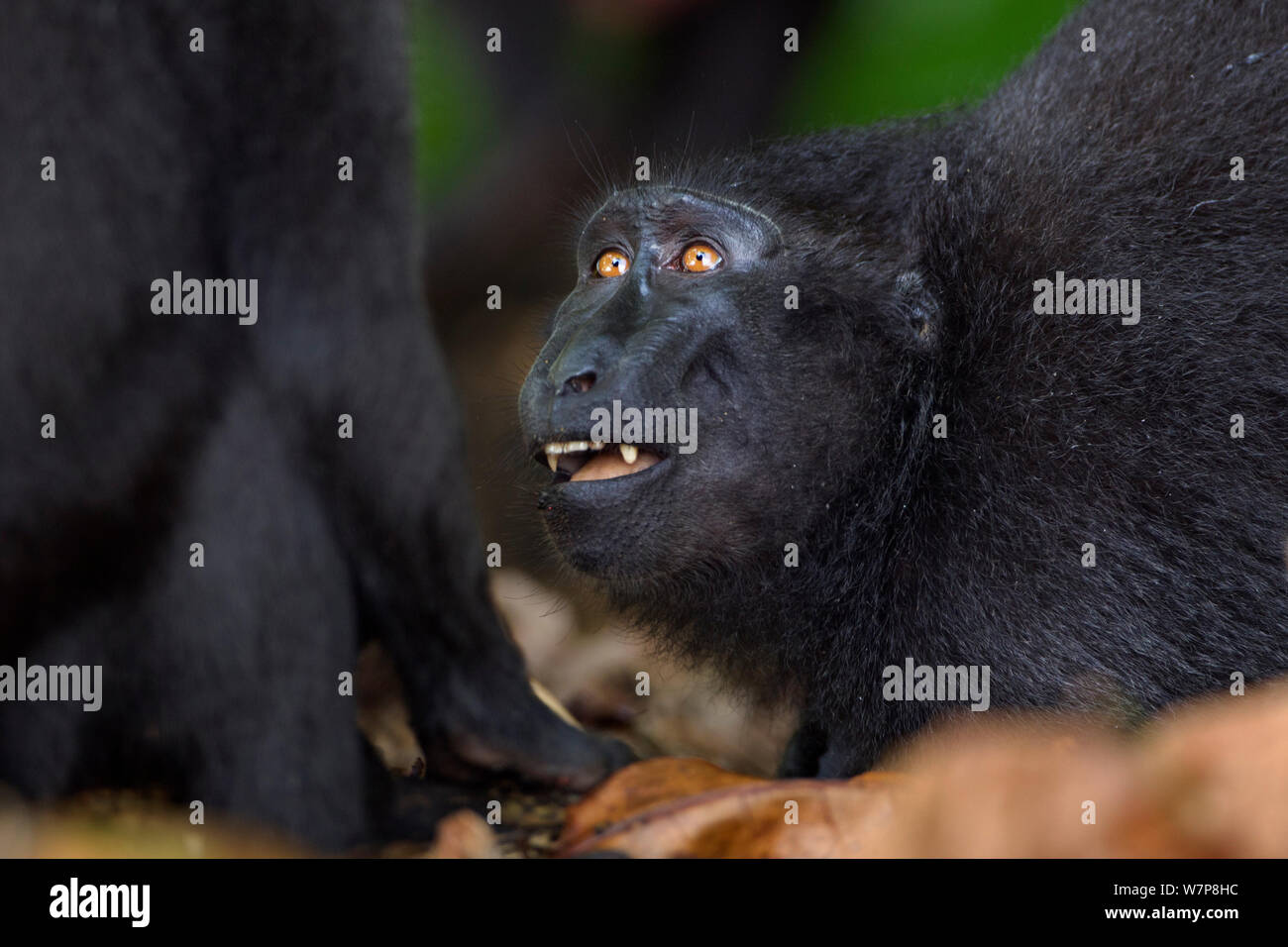 Celebes / Nero macaco crestato (Macaca nigra) femmina a mendicare in attesa di un altro bambino, Tangkoko National Park, Sulawesi, Indonesia. Foto Stock