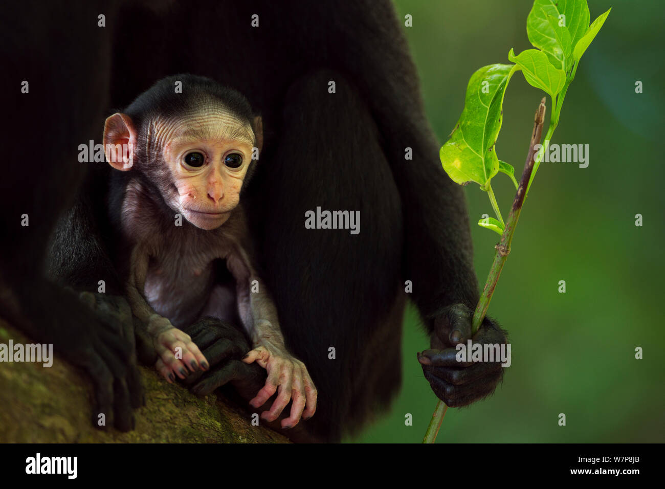 Celebes / Nero macaco crestato (Macaca nigra) del bambino meno di 1 mese in madri di bracci, Tangkoko National Park, Sulawesi, Indonesia. Foto Stock