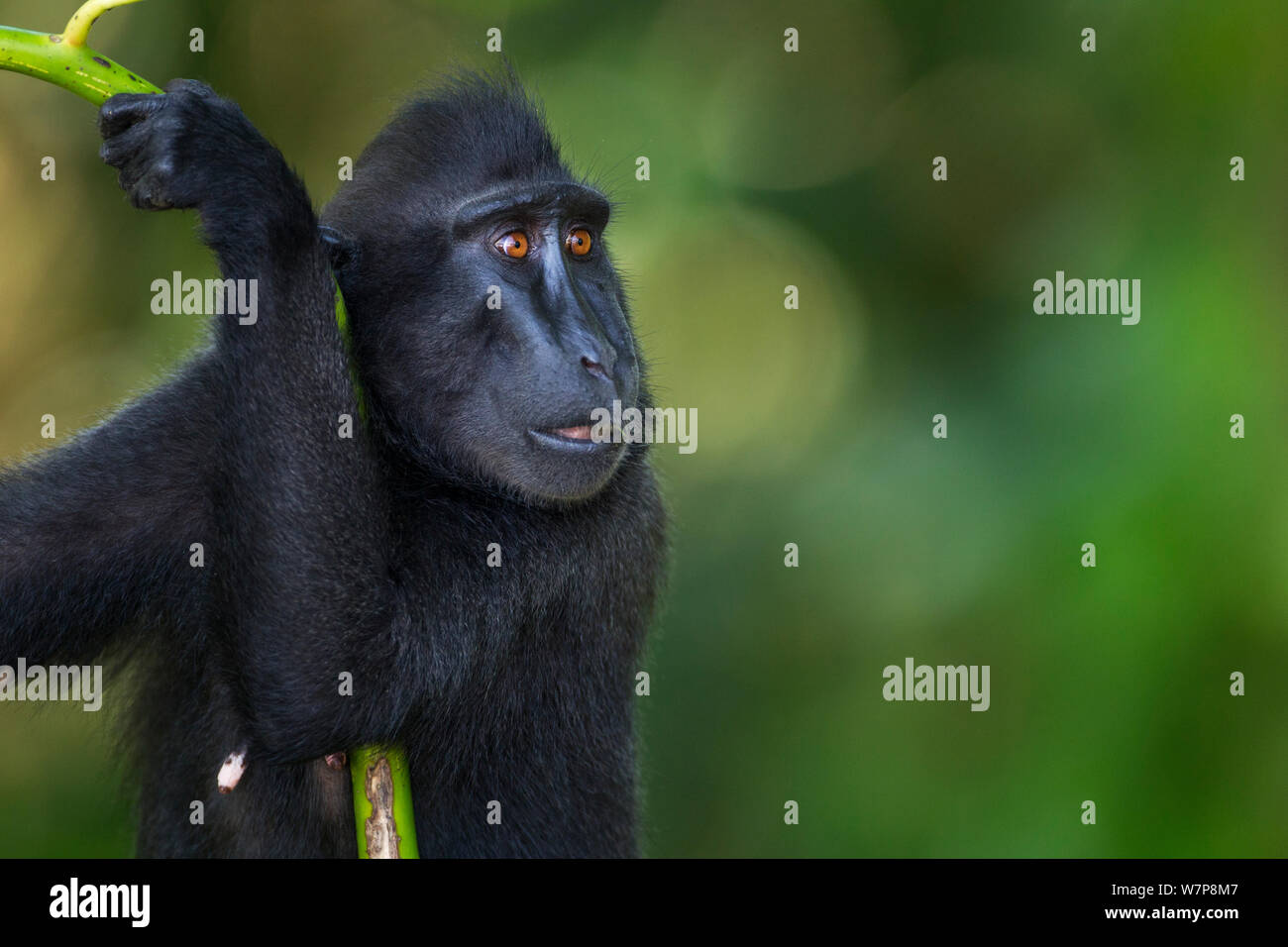 Celebes / Nero macaco crestato (Macaca nigra) femmina alimentazione su foglie di germogli, Tangkoko National Park, Sulawesi, Indonesia. Foto Stock